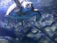 -太平洋海底世界