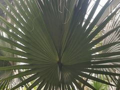 -呀路古热带植物园