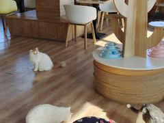 大堂-猫的茶·猫咖
