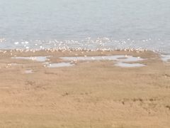 -鄱阳湖国家湿地公园