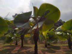 -中国科学院西双版纳热带植物园