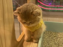 -屋虎猫馆(宝安大仟里店)