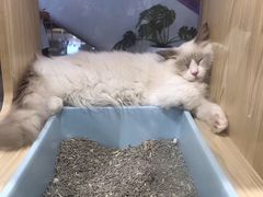 -屋虎猫馆(宝安大仟里店)
