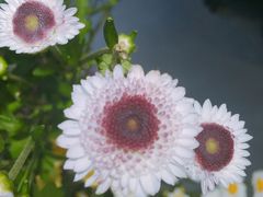 -小草糖水(海棠村店)