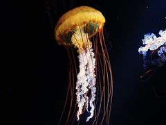 -欢乐海岸海洋奇梦馆