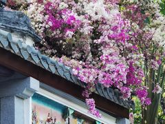 -深圳国际园林花卉博览园