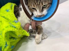 -瑞派动物医院·绝育·犬猫全科·预防医学(光景江南中店)