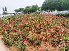 -贡湖湾湿地公园