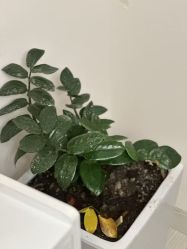 -演员的秘密·皮肤管理