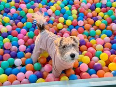 -宠乐会宠物乐园