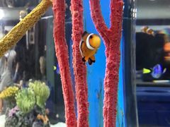 -瑞普利水族馆