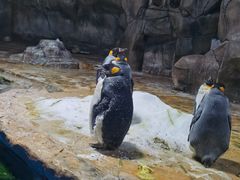 -香港海洋公园