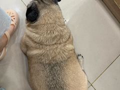 -艾贝尔宠物医院 ·中兽医·宠保定点(北门桥店)