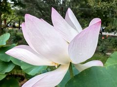 -莲花池公园