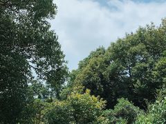 -西山樟坞健康果园枇杷杨梅采摘