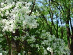 -国家植物园南园