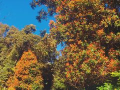 -广州市流溪河国家森林公园