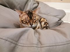 -飞行喵MR PILOT|猫舍·猫咖(静安大融城店)