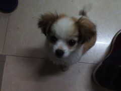 -瑞鹏宠物医院·爱宠堂·骨外专科(西荷分院)