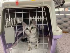 -lincat·猫舍(广州店)