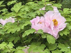 -洛阳市隋唐城遗址植物园