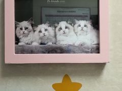 -北京观赏动物医院·24小时大型综合·猫专科·异宠专科