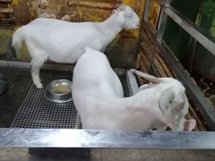 -上海大自然野生昆虫馆(东方明珠·爬宠昆虫探索中心)