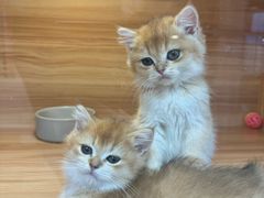 -猫十亿·布偶金渐层·曼基康矮脚猫舍(青年路店)