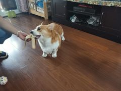 -爱侣宠医·鹦鹉专科·小型哺乳类·异宠专科(灵石路店)