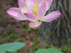 -莫愁湖公园