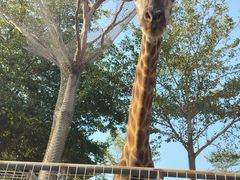 -灵玲国际马戏城