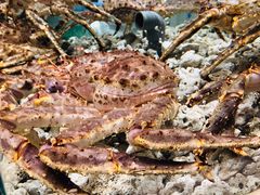 -白金汉爵大酒店-24小时餐厅(南京白金汉爵大酒店店)