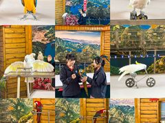 -燕塞湖鸟语林景区