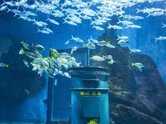 -海合安武汉极地海洋公园