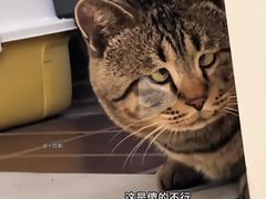 -富斯特索道