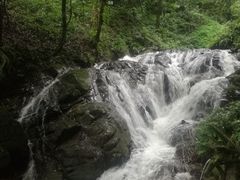 -莫里热带雨林景区