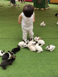 -萌宠亲子动物乐园(槐房万达店)