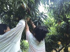 -老袁家蜜桃农场·阳山水蜜桃