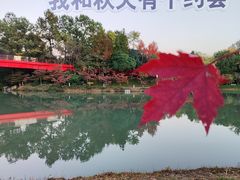 -青枫公园