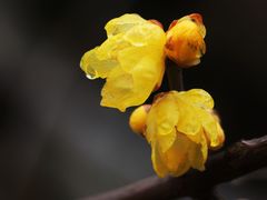 -顾村公园