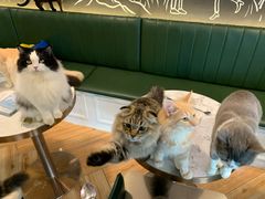 -遇见羊驼·奶狗咖·布偶猫咖·法斗柯基柴犬阿拉斯加(春熙路太古里IFS店)