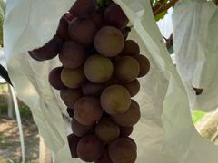 -美家乐农庄·露营·团建(大治路店)