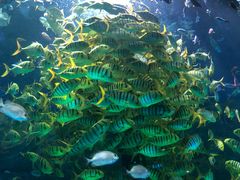 -芜湖新华联大白鲸海洋公园