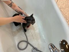 -momokira米努特·德文卷毛猫·棉花面纱犬