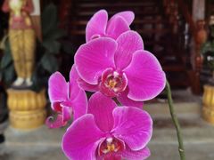 -西双版纳傣族园