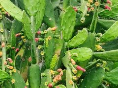 -东莞植物园