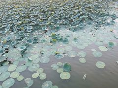 -大兴滨河森林公园