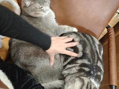 -MOCHA明星猫咖(田子坊店)