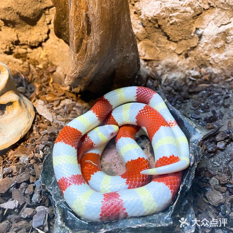 Zoolung zoolung史上最强攻略💕💕💕