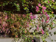 -深圳国际园林花卉博览园